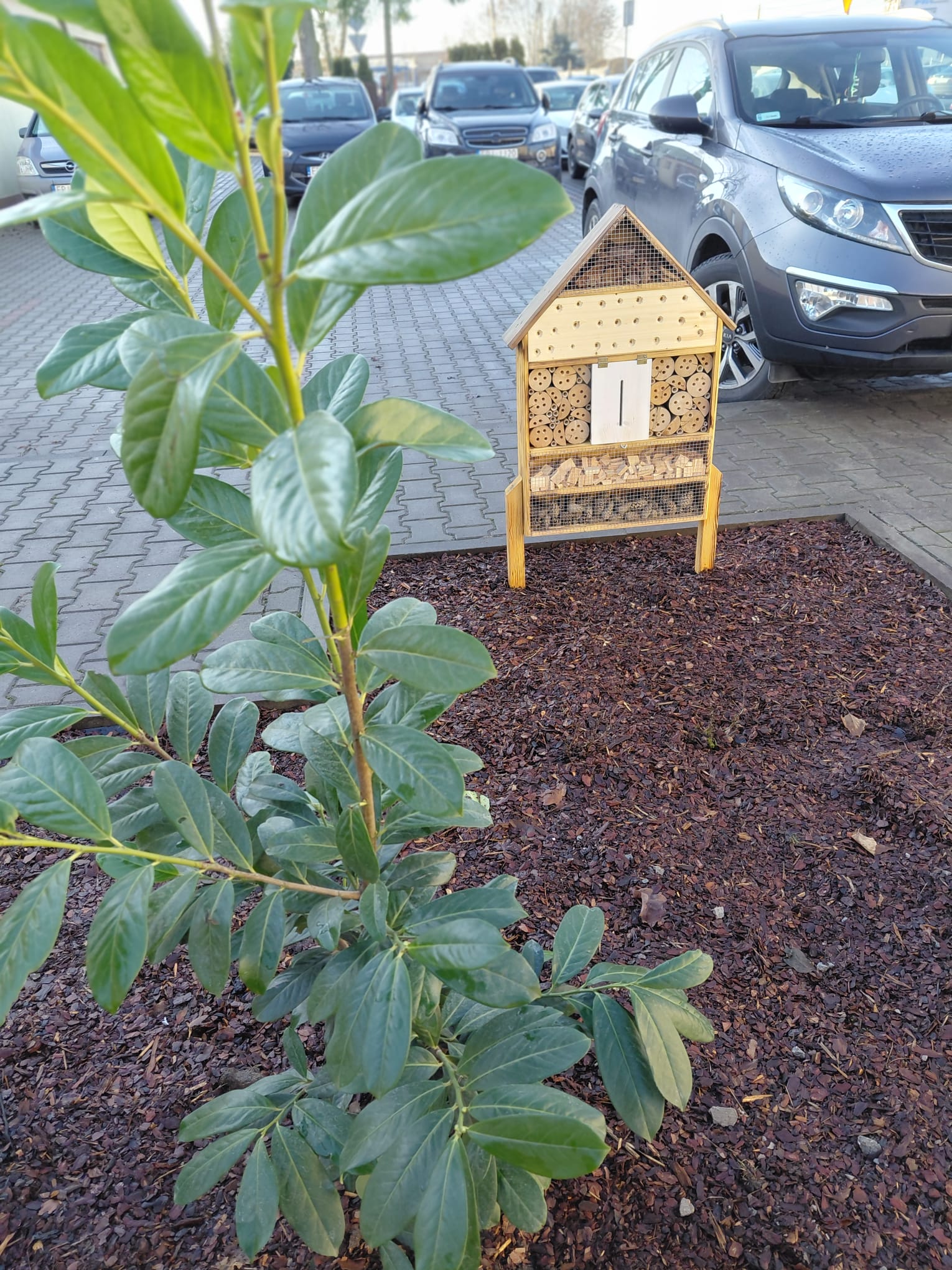 Zagospodarowanie terenu zielenią przy budynku Urzędu Gminy w Moszczenicy