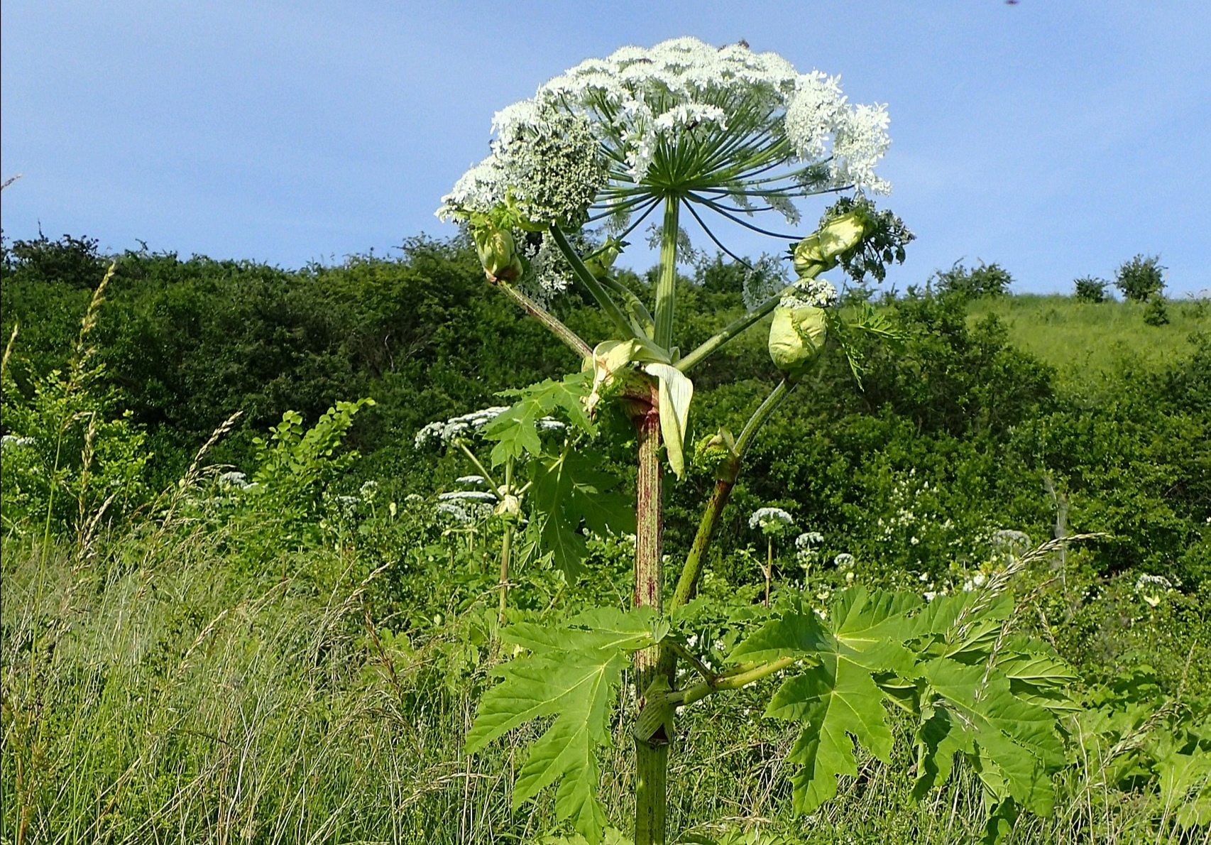Uwaga na barszcz Sosnowskiego!