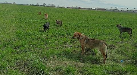Urząd prosi o pomoc w sprawie wałęsających się psów