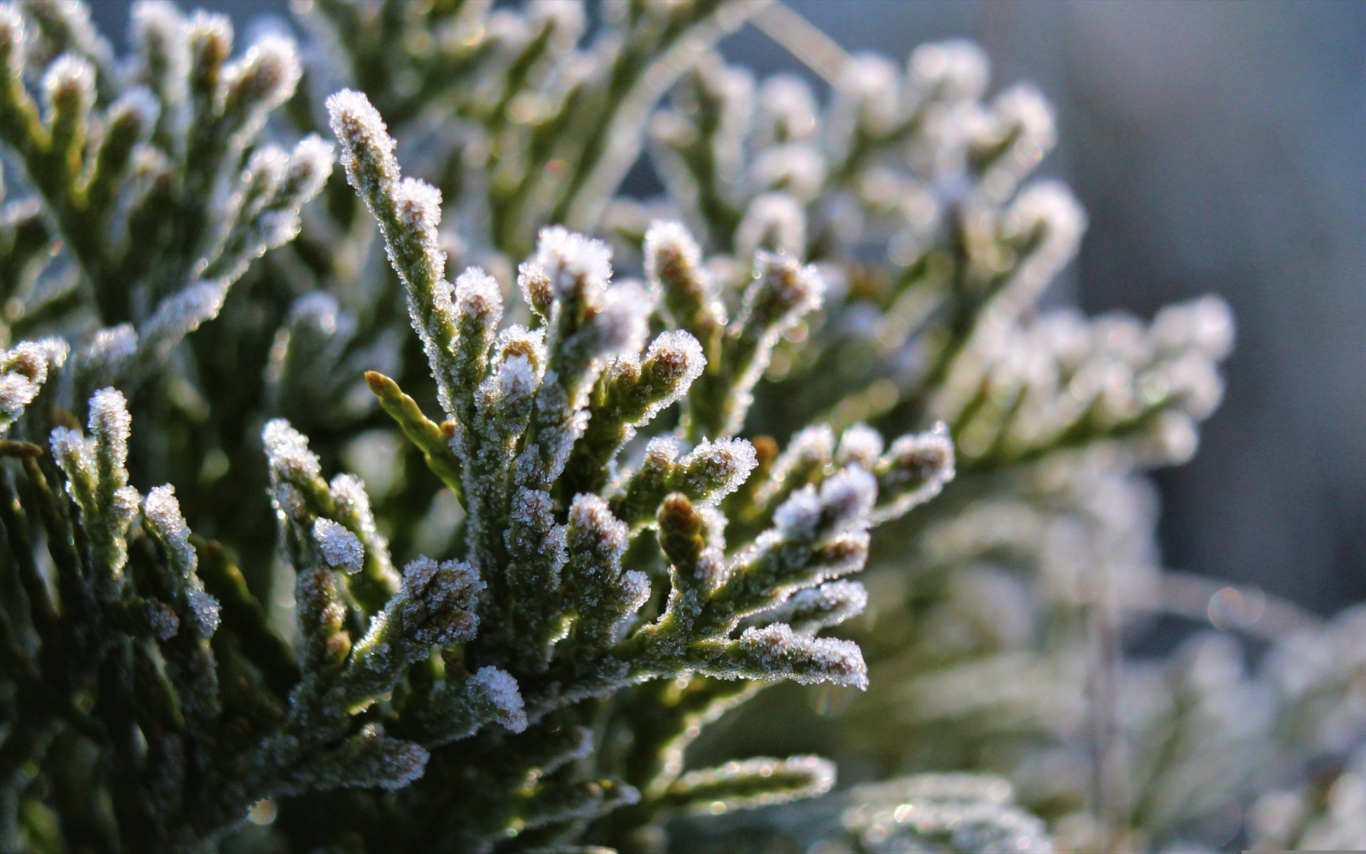 Ostrzeżenie meteorologiczne - Przymrozki