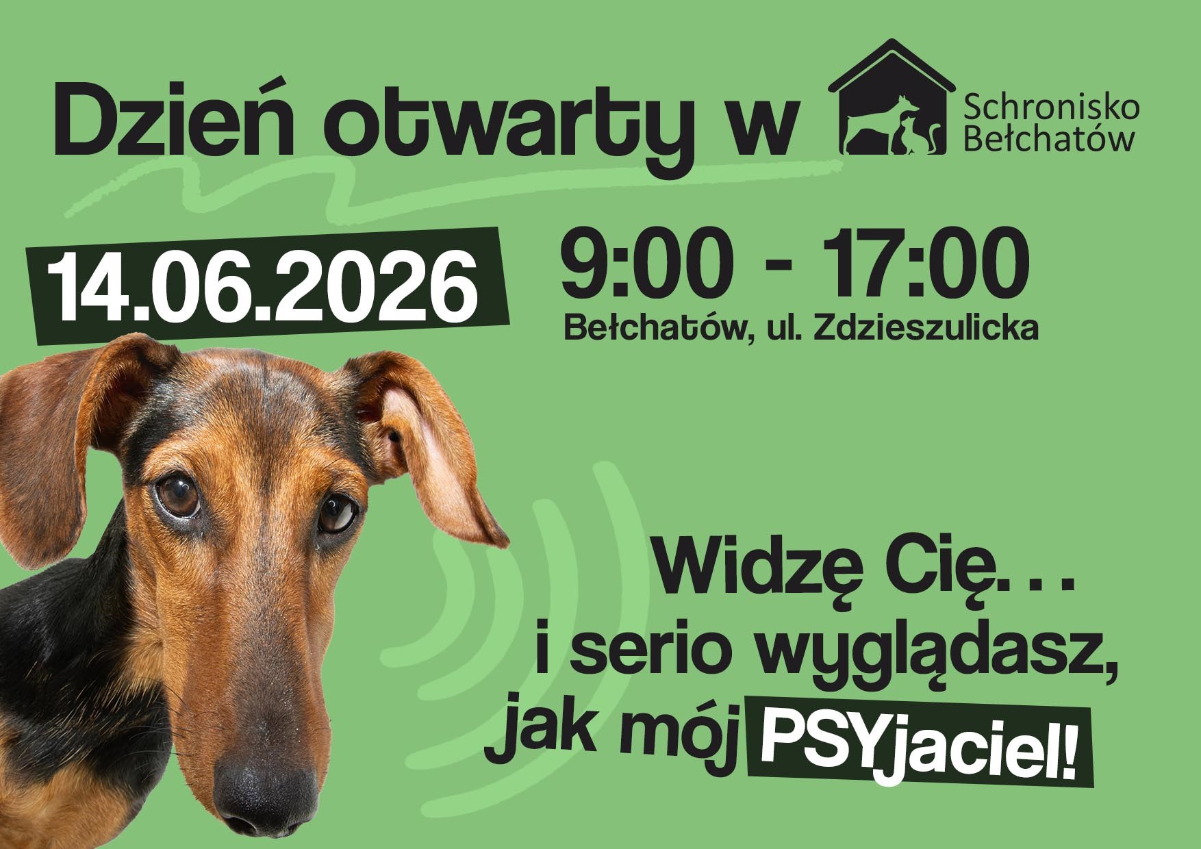 Szukasz wiernego przyjaciela? Daj dom psu ze schroniska!