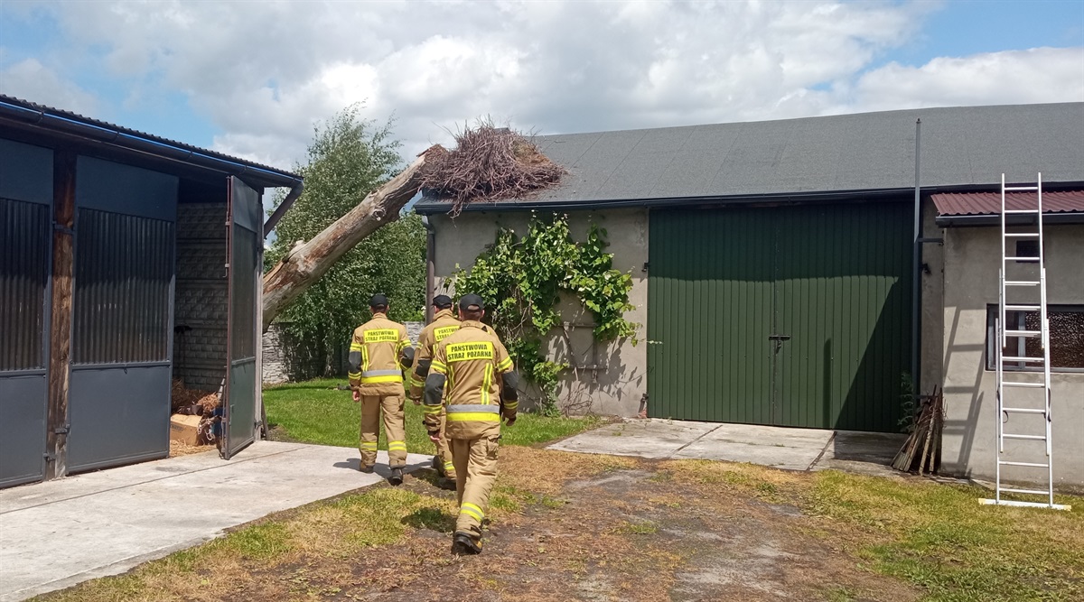 Pomoc dla młodych bocianów (AKTUALIZACJA)