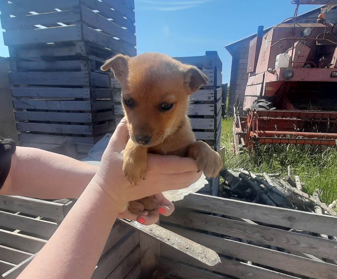 Szukamy domu dla szczeniaczków