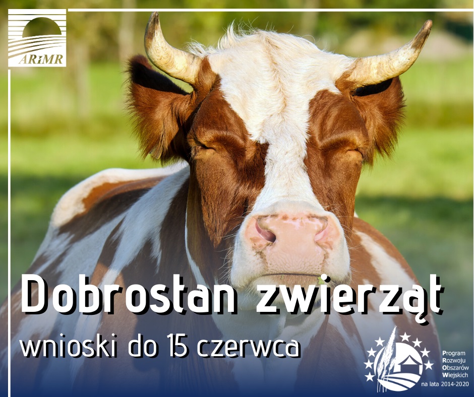 ARiMR: Dłuższy termin składania wniosków o płatność dobrostanową