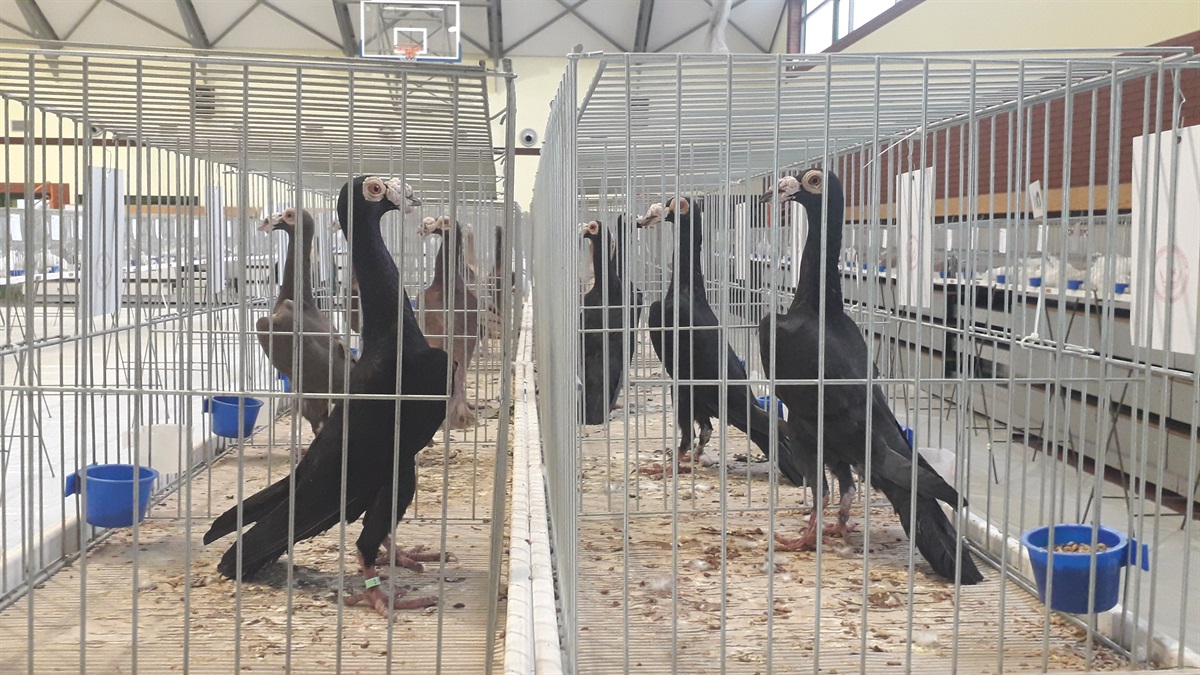 Wystawa Gołębi Rasowych i Drobnego Inwentarza